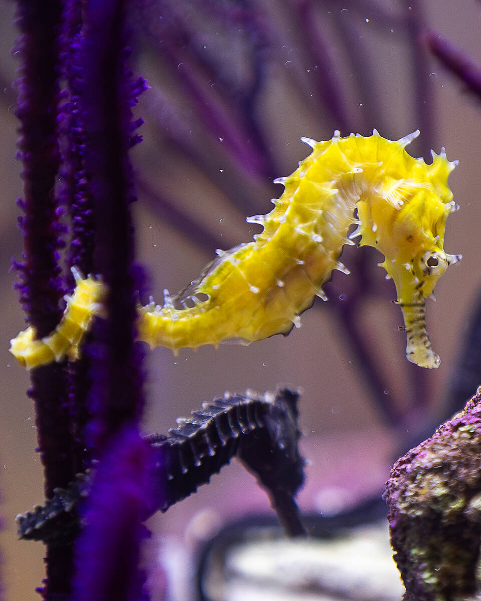 Seahorses cling to branches in a First Wave saltwater tank during SUPERZOO at the Mandalay Bay ...