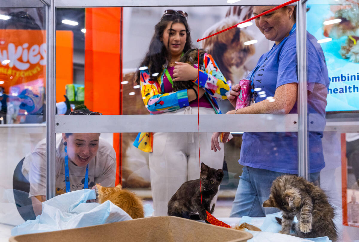 A glass box of kittens brings people into the Hartz display during SUPERZOO at the Mandalay Bay ...