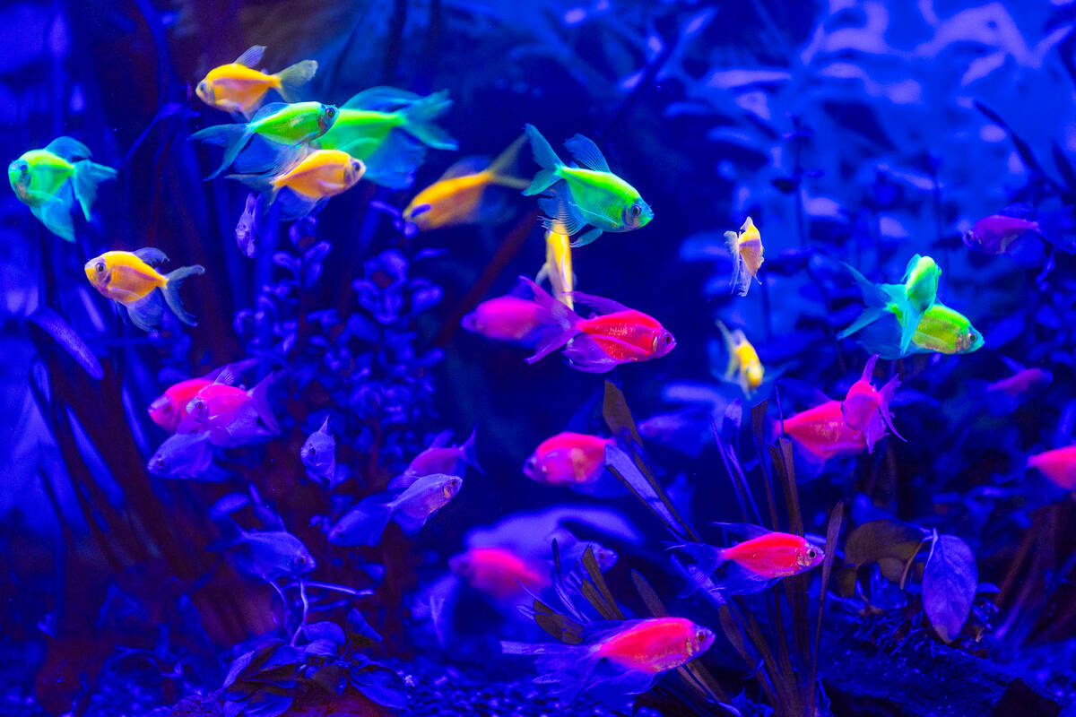 Glofish tetras, genetically engineered, brightly colored variants of the black skirt tetra or p ...