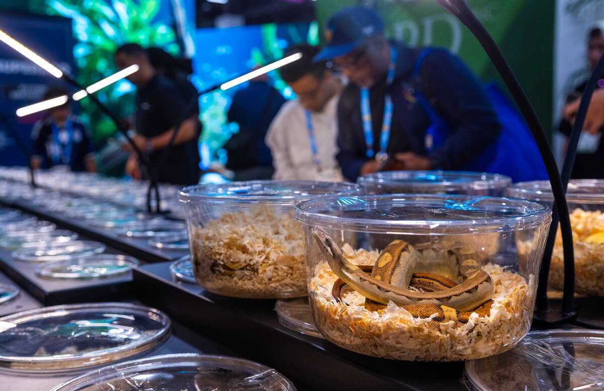A variety of snakes and other reptiles are for sale by BPD Inc. during SUPERZOO at the Mandalay ...