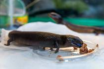 These melanistic blue tongue skinks are priced at $12,000 for sale along with many other reptil ...