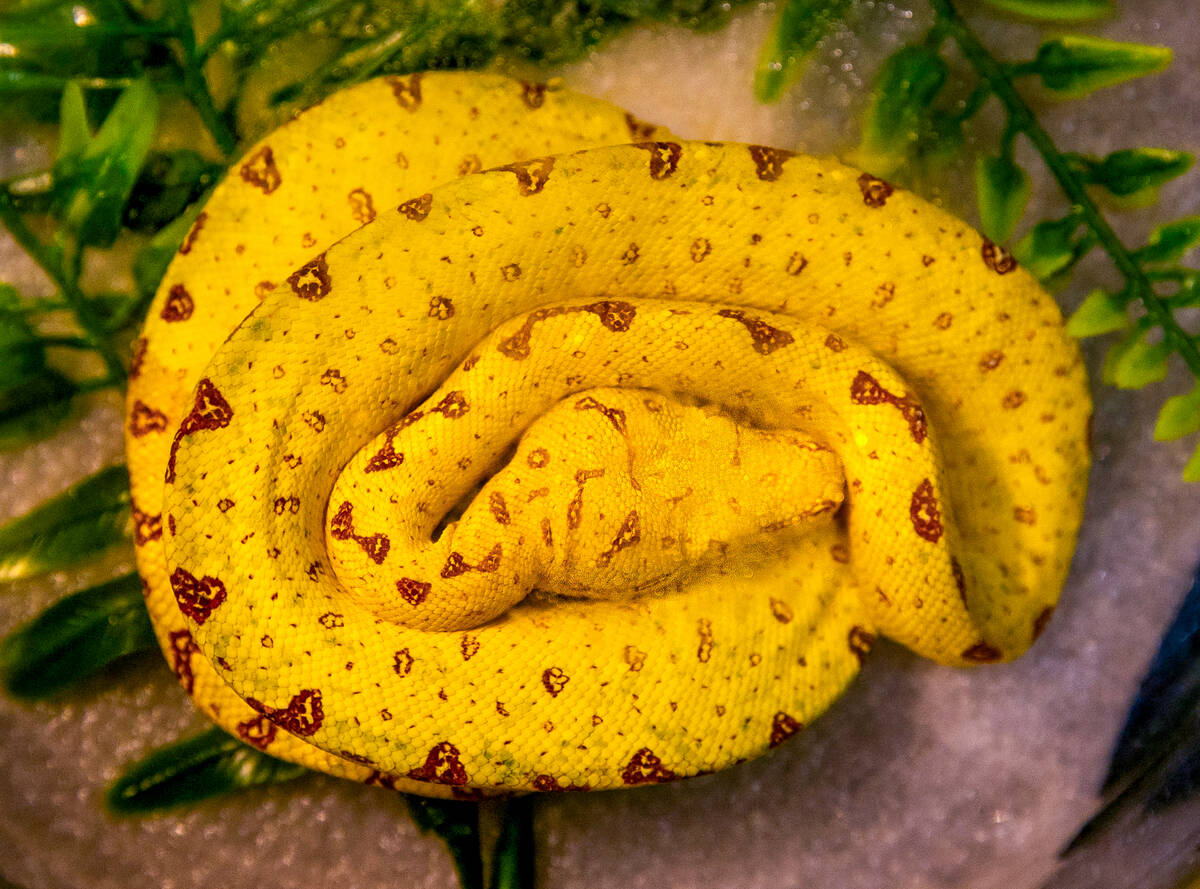 A young green tree python curls up while on sale by BPD Inc. during SUPERZOO at the Mandalay Ba ...