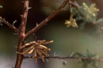 Op-IMB bean pods are maturing on a honey mesquite tree in the Mojave Desert area at Nuwu Pahsa ...